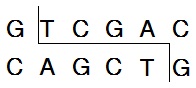 識(shí)別位點(diǎn)